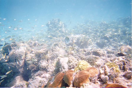 bahama7.jpg
