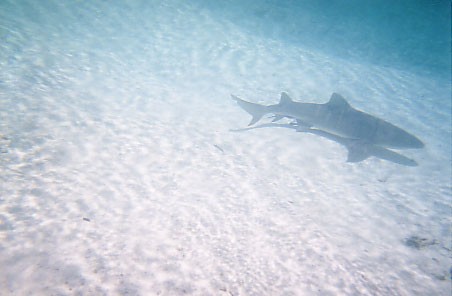 bahama9.jpg