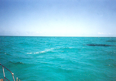 coralheads.jpg